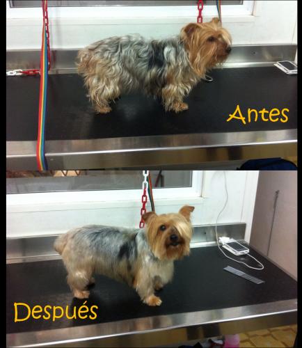 INDIDOGS. Botiga i perruqueria canina
